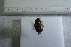  ( - CLV43495)  @11 [ ] CreativeCommons  Attribution Non-Commercial Share-Alike (2022) Carlos Lopez Vaamonde Institut National de la Recherche Agronomique, Zoologie Forestiere