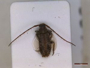  ( - CLV46461)  @11 [ ] CreativeCommons  Attribution Non-Commercial Share-Alike (2023) Carlos Lopez-Vaamonde Museum National d'Histoire Naturelle, Paris