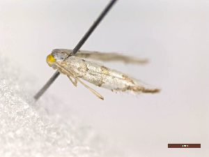  ( - CLV48245)  @11 [ ] CreativeCommons  Attribution Non-Commercial Share-Alike (2024) Carlos Lopez Vaamonde Institut National de la Recherche Agronomique, Zoologie Forestiere