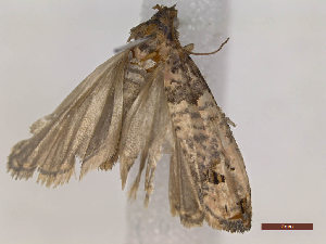  ( - CLV48261)  @11 [ ] CreativeCommons  Attribution Non-Commercial Share-Alike (2024) Carlos Lopez Vaamonde Institut National de la Recherche Agronomique, Zoologie Forestiere