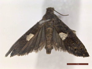  ( - CLV48262)  @11 [ ] CreativeCommons  Attribution Non-Commercial Share-Alike (2024) Carlos Lopez Vaamonde Institut National de la Recherche Agronomique, Zoologie Forestiere