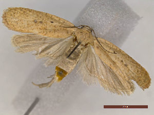  ( - CLV48269)  @11 [ ] CreativeCommons  Attribution Non-Commercial Share-Alike (2024) Carlos Lopez Vaamonde Institut National de la Recherche Agronomique, Zoologie Forestiere