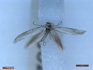  ( - CLV48629)  @11 [ ] CreativeCommons  Attribution Non-Commercial Share-Alike (2024) Carlos Lopez Vaamonde Institut National de la Recherche Agronomique, Zoologie Forestiere