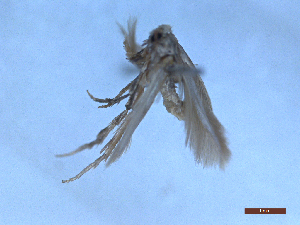  ( - CLV48701)  @11 [ ] CreativeCommons  Attribution Non-Commercial Share-Alike (2024) Carlos Lopez Vaamonde Institut National de la Recherche Agronomique, Zoologie Forestiere