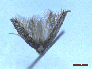  ( - CLV4871024)  @11 [ ] CreativeCommons  Attribution Non-Commercial Share-Alike (2024) Carlos Lopez Vaamonde Institut National de la Recherche Agronomique, Zoologie Forestiere