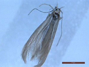  ( - CLV48711)  @11 [ ] CreativeCommons  Attribution Non-Commercial Share-Alike (2024) Carlos Lopez Vaamonde Institut National de la Recherche Agronomique, Zoologie Forestiere