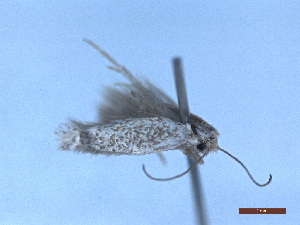  ( - CLV48712)  @11 [ ] CreativeCommons  Attribution Non-Commercial Share-Alike (2024) Carlos Lopez Vaamonde Institut National de la Recherche Agronomique, Zoologie Forestiere