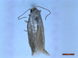  ( - CLV48713)  @11 [ ] CreativeCommons  Attribution Non-Commercial Share-Alike (2024) Carlos Lopez Vaamonde Institut National de la Recherche Agronomique, Zoologie Forestiere