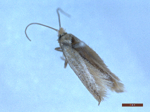  ( - CLV48726)  @11 [ ] CreativeCommons  Attribution Non-Commercial Share-Alike (2024) Carlos Lopez Vaamonde Institut National de la Recherche Agronomique, Zoologie Forestiere