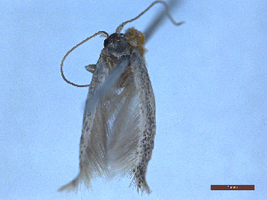  ( - CLV48727)  @11 [ ] CreativeCommons  Attribution Non-Commercial Share-Alike (2024) Carlos Lopez Vaamonde Institut National de la Recherche Agronomique, Zoologie Forestiere