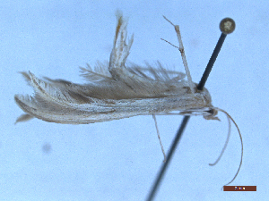  ( - CLV48744)  @11 [ ] CreativeCommons  Attribution Non-Commercial Share-Alike (2024) Carlos Lopez Vaamonde Institut National de la Recherche Agronomique, Zoologie Forestiere