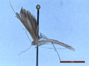  ( - CLV48745)  @11 [ ] CreativeCommons  Attribution Non-Commercial Share-Alike (2024) Carlos Lopez Vaamonde Institut National de la Recherche Agronomique, Zoologie Forestiere