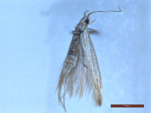  ( - CLV48754)  @11 [ ] CreativeCommons  Attribution Non-Commercial Share-Alike (2024) Carlos Lopez Vaamonde Institut National de la Recherche Agronomique, Zoologie Forestiere