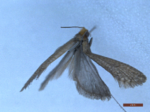  ( - CLV48774)  @11 [ ] CreativeCommons  Attribution Non-Commercial Share-Alike (2024) Carlos Lopez Vaamonde Institut National de la Recherche Agronomique, Zoologie Forestiere