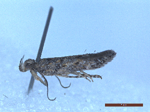  ( - CLV48787)  @11 [ ] CreativeCommons  Attribution Non-Commercial Share-Alike (2024) Carlos Lopez Vaamonde Institut National de la Recherche Agronomique, Zoologie Forestiere