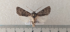  (Aporophyla luenenburgensis - CLV49366)  @11 [ ] CreativeCommons  Attribution Non-Commercial Share-Alike (2024) Carlos Lopez Vaamonde Institut National de la Recherche Agronomique, Zoologie Forestiere