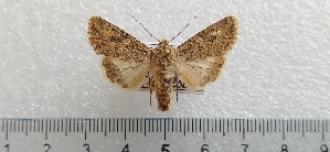  (Anarta trifolli - CLV49488)  @11 [ ] CreativeCommons  Attribution Non-Commercial Share-Alike (2025) Carlos Lopez Vaamonde Institut National de la Recherche Agronomique, Zoologie Forestiere