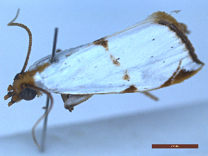  ( - CLV49572)  @11 [ ] CreativeCommons  Attribution Non-Commercial Share-Alike (2025) Carlos Lopez Vaamonde Institut National de la Recherche Agronomique, Zoologie Forestiere