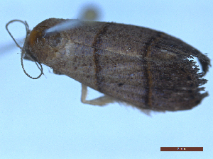  ( - CLV49582)  @11 [ ] CreativeCommons  Attribution Non-Commercial Share-Alike (2025) Carlos Lopez Vaamonde Institut National de la Recherche Agronomique, Zoologie Forestiere