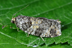  ( - CLV49622)  @11 [ ] CreativeCommons  Attribution Non-Commercial Share-Alike (2025) Carlos Lopez Vaamonde Institut National de la Recherche Agronomique, Zoologie Forestiere