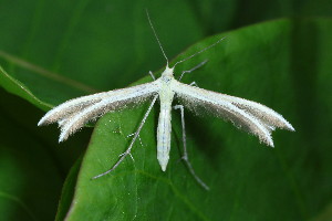  ( - CLV49637)  @11 [ ] CreativeCommons  Attribution Non-Commercial Share-Alike (2025) Carlos Lopez Vaamonde Institut National de la Recherche Agronomique, Zoologie Forestiere