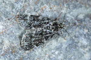  ( - CLV49674)  @11 [ ] CreativeCommons  Attribution Non-Commercial Share-Alike (2024) Carlos Lopez Vaamonde Institut National de la Recherche Agronomique, Zoologie Forestiere