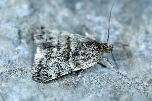  ( - CLV49675)  @11 [ ] CreativeCommons  Attribution Non-Commercial Share-Alike (2024) Carlos Lopez Vaamonde Institut National de la Recherche Agronomique, Zoologie Forestiere