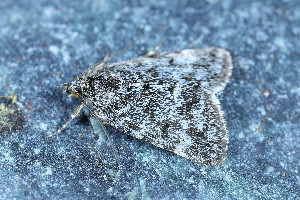  ( - CLV49679)  @11 [ ] CreativeCommons  Attribution Non-Commercial Share-Alike (2024) Carlos Lopez Vaamonde Institut National de la Recherche Agronomique, Zoologie Forestiere