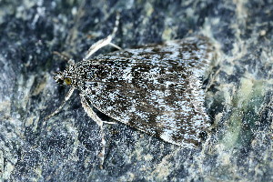  ( - CLV49680)  @11 [ ] CreativeCommons  Attribution Non-Commercial Share-Alike (2024) Carlos Lopez Vaamonde Institut National de la Recherche Agronomique, Zoologie Forestiere