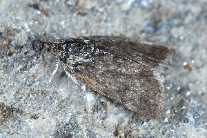  ( - CLV49682)  @11 [ ] CreativeCommons  Attribution Non-Commercial Share-Alike (2024) Carlos Lopez Vaamonde Institut National de la Recherche Agronomique, Zoologie Forestiere