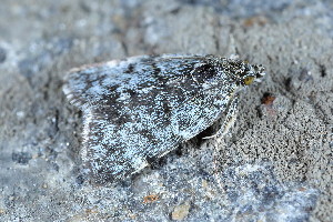  ( - CLV49683)  @11 [ ] CreativeCommons  Attribution Non-Commercial Share-Alike (2024) Carlos Lopez Vaamonde Institut National de la Recherche Agronomique, Zoologie Forestiere