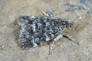  ( - CLV49684)  @11 [ ] CreativeCommons  Attribution Non-Commercial Share-Alike (2024) Carlos Lopez Vaamonde Institut National de la Recherche Agronomique, Zoologie Forestiere