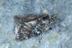  ( - CLV49685)  @11 [ ] CreativeCommons  Attribution Non-Commercial Share-Alike (2024) Carlos Lopez Vaamonde Institut National de la Recherche Agronomique, Zoologie Forestiere