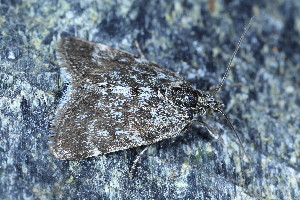  ( - CLV49686)  @11 [ ] CreativeCommons  Attribution Non-Commercial Share-Alike (2024) Carlos Lopez Vaamonde Institut National de la Recherche Agronomique, Zoologie Forestiere