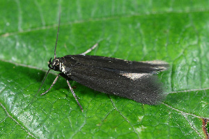  ( - CLV49703)  @11 [ ] CreativeCommons  Attribution Non-Commercial Share-Alike (2024) Carlos Lopez Vaamonde Institut National de la Recherche Agronomique, Zoologie Forestiere