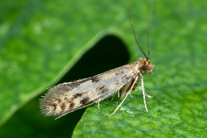  ( - CLV49744)  @11 [ ] CreativeCommons  Attribution Non-Commercial Share-Alike (2024) Carlos Lopez Vaamonde Institut National de la Recherche Agronomique, Zoologie Forestiere