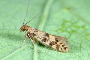  ( - CLV49751)  @11 [ ] CreativeCommons  Attribution Non-Commercial Share-Alike (2024) Carlos Lopez Vaamonde Institut National de la Recherche Agronomique, Zoologie Forestiere