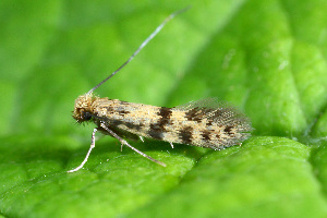  ( - CLV49752)  @11 [ ] CreativeCommons  Attribution Non-Commercial Share-Alike (2024) Carlos Lopez Vaamonde Institut National de la Recherche Agronomique, Zoologie Forestiere