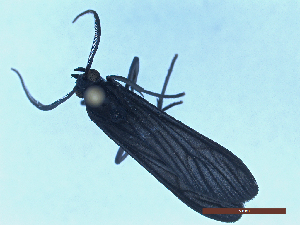  ( - CLV49761)  @11 [ ] CreativeCommons  Attribution Non-Commercial Share-Alike (2025) Carlos Lopez Vaamonde Institut National de la Recherche Agronomique, Zoologie Forestiere