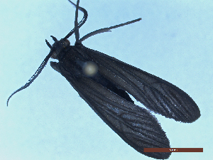  ( - CLV49762)  @11 [ ] CreativeCommons  Attribution Non-Commercial Share-Alike (2025) Carlos Lopez Vaamonde Institut National de la Recherche Agronomique, Zoologie Forestiere