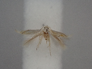  (Bucculatrix demayrella - CLV49877)  @11 [ ] CreativeCommons  Attribution Non-Commercial Share-Alike (2025) Carlos Lopez Vaamonde Institut National de la Recherche Agronomique, Zoologie Forestiere