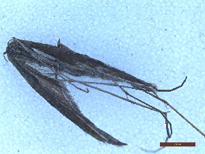  ( - CLV49903)  @11 [ ] CreativeCommons  Attribution Non-Commercial Share-Alike (2025) Carlos Lopez Vaamonde Institut National de la Recherche Agronomique, Zoologie Forestiere