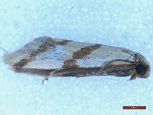  ( - CLV49915)  @11 [ ] CreativeCommons  Attribution Non-Commercial Share-Alike (2025) Carlos Lopez Vaamonde Institut National de la Recherche Agronomique, Zoologie Forestiere