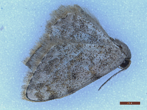  (Scopula asselaria - CLV49926)  @11 [ ] CreativeCommons  Attribution Non-Commercial Share-Alike (2025) Carlos Lopez Vaamonde Institut National de la Recherche Agronomique, Zoologie Forestiere