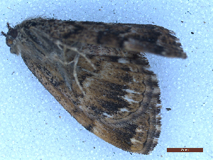 ( - CLV49927)  @11 [ ] CreativeCommons  Attribution Non-Commercial Share-Alike (2025) Carlos Lopez Vaamonde Institut National de la Recherche Agronomique, Zoologie Forestiere