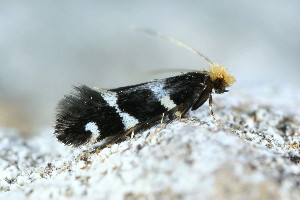  ( - CLV49933)  @11 [ ] CreativeCommons  Attribution Non-Commercial Share-Alike (2025) Carlos Lopez Vaamonde Institut National de la Recherche Agronomique, Zoologie Forestiere