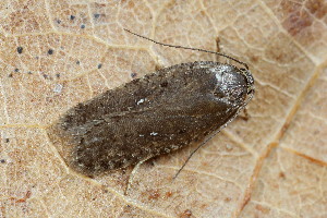  ( - CLV49935)  @11 [ ] CreativeCommons  Attribution Non-Commercial Share-Alike (2025) Carlos Lopez Vaamonde Institut National de la Recherche Agronomique, Zoologie Forestiere