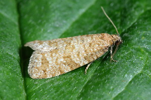  ( - CLV49939)  @11 [ ] CreativeCommons  Attribution Non-Commercial Share-Alike (2025) Carlos Lopez Vaamonde Institut National de la Recherche Agronomique, Zoologie Forestiere