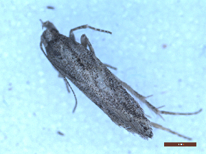  ( - CLV49965)  @11 [ ] CreativeCommons  Attribution Non-Commercial Share-Alike (2025) Carlos Lopez Vaamonde Institut National de la Recherche Agronomique, Zoologie Forestiere