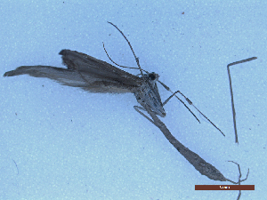  ( - CLV49967)  @11 [ ] CreativeCommons  Attribution Non-Commercial Share-Alike (2025) Carlos Lopez Vaamonde Institut National de la Recherche Agronomique, Zoologie Forestiere